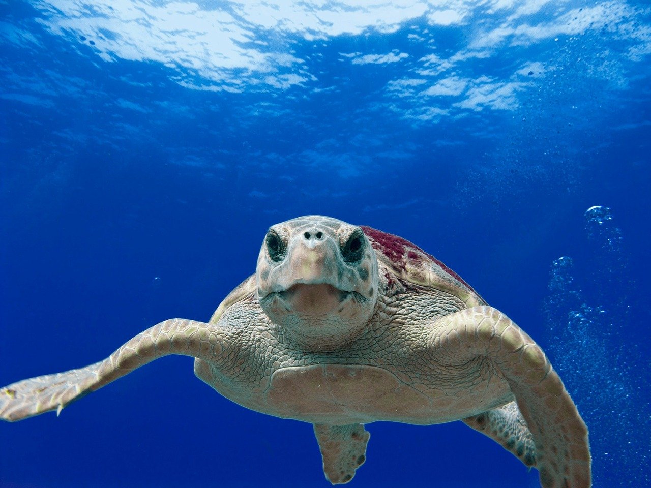 how-to-tell-the-difference-between-sea-turtles-devoted-to-the-ocean